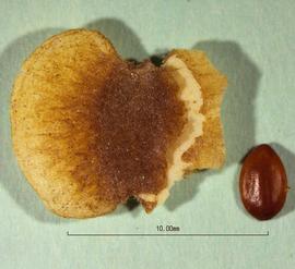   Fruit, seed:   Gouania hypoglauca ; Photo by C. Jacono, USDA APHIS PPQ, imageID.idtools.org
